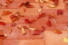 Herbst im Garten, 2005 Herbst im Garten, 2005