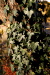 Motiv aus dem Garten, Herbst 2008 Motiv aus dem Garten, Herbst 2008